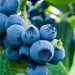 Cek Efek Samping Buah Blueberry Ini! Bisa Sebabkan Reaksi Alergi, Hati-hati