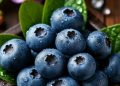 Cek Manfaat Lain Buah Blueberry di Sini! Dapat Menurunkan Kolesterol