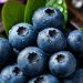 Cek Manfaat Lain Buah Blueberry di Sini! Dapat Menurunkan Kolesterol