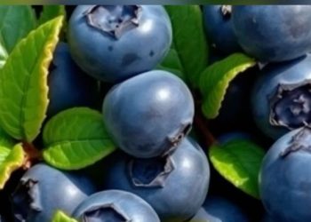 Cek di Sini! Manfaat Konsumsi Buah Blueberry untuk Kecantikan, Dapat Mencerahkan Kulit