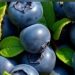 Cek di Sini! Manfaat Konsumsi Buah Blueberry untuk Kecantikan, Dapat Mencerahkan Kulit