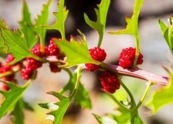 Buah Arbei Baik untuk Tubuh, Ampuh Menjaga Pencernaan, Cek Manfaat Lainnya