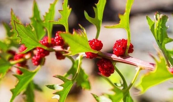 Buah Arbei Baik untuk Tubuh, Ampuh Menjaga Pencernaan, Cek Manfaat Lainnya