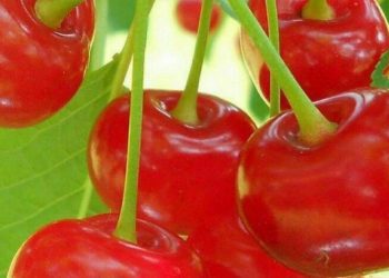 Perlu Tahu! Manfaat Lain Konsumsi Buah Ceri, Dipercaya Dapat Terhindar dari Risiko Diabetes