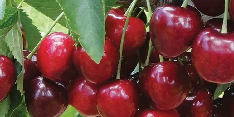 Bisa Sebabkan Diabetes, Hati-hati Berlebihan Konsumsi Buah Ceri, Cek Efek Samping di Sini