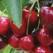 Bisa Sebabkan Diabetes, Hati-hati Berlebihan Konsumsi Buah Ceri, Cek Efek Samping di Sini