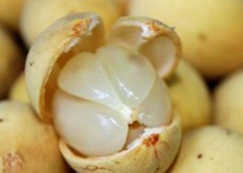 Manfaat Lain dari Buah Duku bagi Kesehatan, Salah Satunya Bisa Mengatasi Infeksi Bakteri