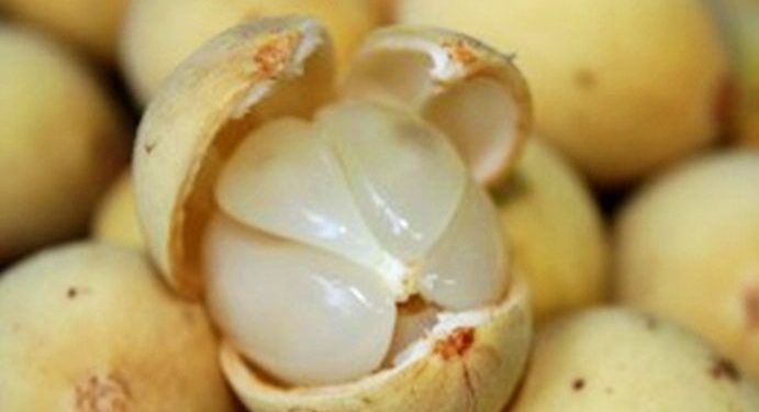 Manfaat Lain dari Buah Duku bagi Kesehatan, Salah Satunya Bisa Mengatasi Infeksi Bakteri