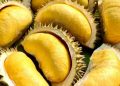Cek Fakta dan Mitos Menarik Buah Durian Ini, Tidak Hanya Baik untuk kesehatan