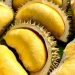 Cek Fakta dan Mitos Menarik Buah Durian Ini, Tidak Hanya Baik untuk kesehatan