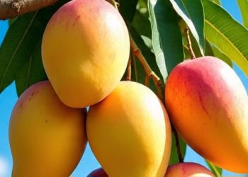 Manfaat Lain Konsumsi Buah Mangga untuk Perawatan Kulit, Dapat Mengatasi Komedo