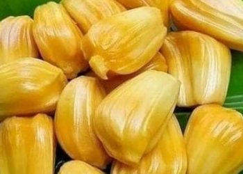 Ini Manfaat Konsumsi Buah Nangka bagi Ibu Hamil, Salah Satunya Dapat Memberikan Energi