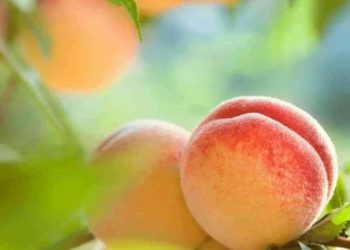 Hati-hati Konsumsi Buah Persik Berlebihan, Ini Efek Samping yang Perlu Diketahui