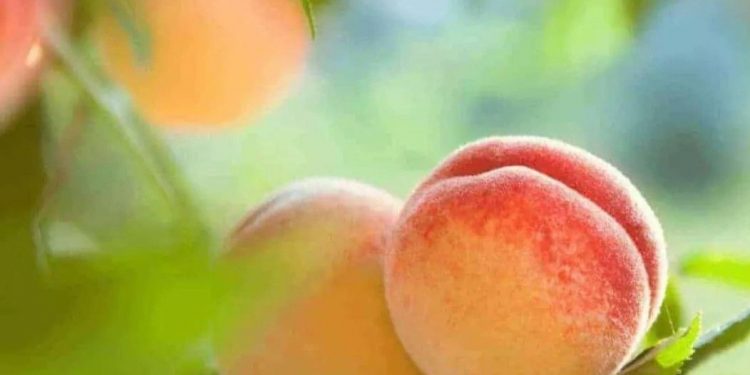 Hati-hati Konsumsi Buah Persik Berlebihan, Ini Efek Samping yang Perlu Diketahui