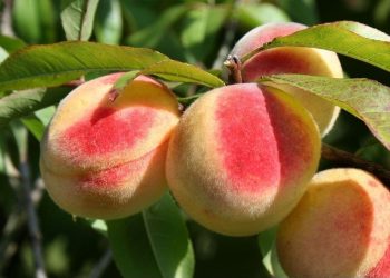 Makin Cantik Alami, Ini Manfaat dari Buah Persik Sehari-hari bagi Perawatan Kulit, Cek di Sini