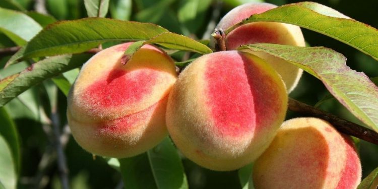 Makin Cantik Alami, Ini Manfaat dari Buah Persik Sehari-hari bagi Perawatan Kulit, Cek di Sini