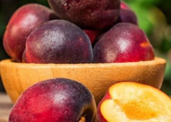 Cek di Sini! Jenis Buah Plum yang Perlu Diketahui, Salah Satunya Damson Plum