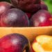 Cek di Sini! Jenis Buah Plum yang Perlu Diketahui, Salah Satunya Damson Plum
