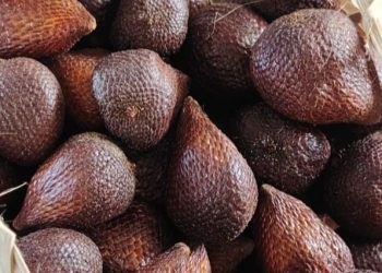 Ampuh Mencegah Sembelit, di Sini Manfaat Buah Salak Sehari-hari, Cek Sekarang