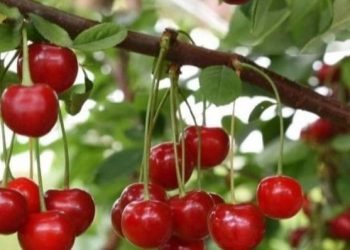 Manfaat Konsumsi Buah Ceri, Dapat Mencegah Risiko Diabetes, Cek Sekarang