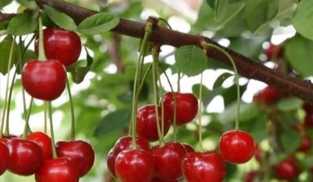 Manfaat Konsumsi Buah Ceri, Dapat Mencegah Risiko Diabetes, Cek Sekarang