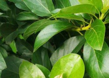 Cek Manfaat Daun Alpukat Ini! Bisa Mengatasi Batuk, Cukup Konsumsi Rutin