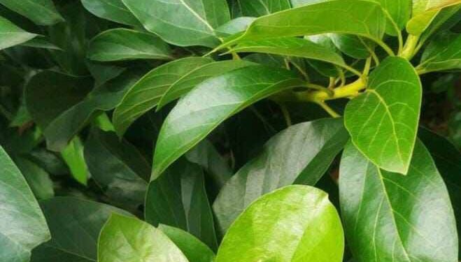 Cek Manfaat Daun Alpukat Ini! Bisa Mengatasi Batuk, Cukup Konsumsi Rutin