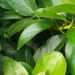 Cek Manfaat Daun Alpukat Ini! Bisa Mengatasi Batuk, Cukup Konsumsi Rutin