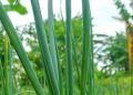 Cek Efek Samping Lain Daun Bawang di Sini! Bisa Sebabkan Iritasi Kulit, Hati-hati