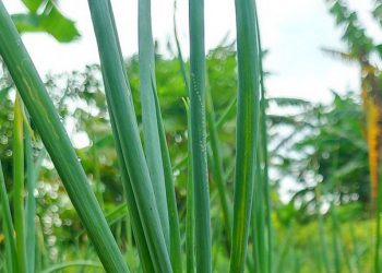 Cek Efek Samping Lain Daun Bawang di Sini! Bisa Sebabkan Iritasi Kulit, Hati-hati