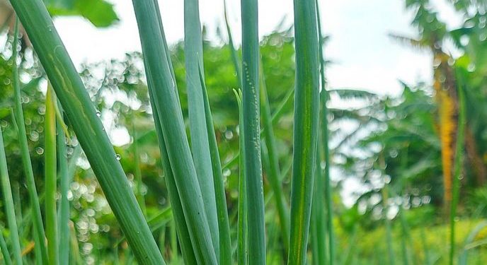 Cek Efek Samping Lain Daun Bawang di Sini! Bisa Sebabkan Iritasi Kulit, Hati-hati
