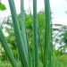Cek Efek Samping Lain Daun Bawang di Sini! Bisa Sebabkan Iritasi Kulit, Hati-hati