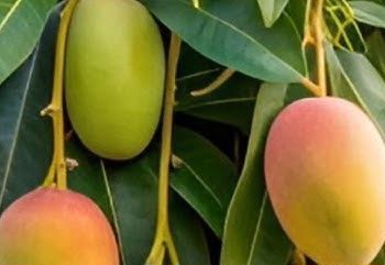 Daun Mangga Punya Efek Samping bagi Tubuh! Cek di Sini, Bisa Sebabkan Gangguan Pencernaan
