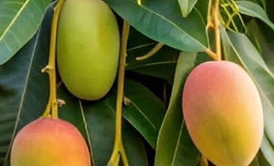 Daun Mangga Punya Efek Samping bagi Tubuh! Cek di Sini, Bisa Sebabkan Gangguan Pencernaan