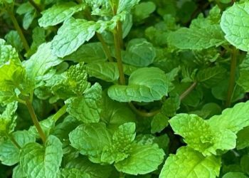 Daun Mint Punya Manfaat untuk Kesehatan, Cek di Sini! Ampuh Mengurangi Stres dan Kelelahan