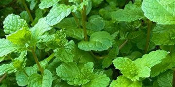 Daun Mint Punya Manfaat untuk Kesehatan, Cek di Sini! Ampuh Mengurangi Stres dan Kelelahan