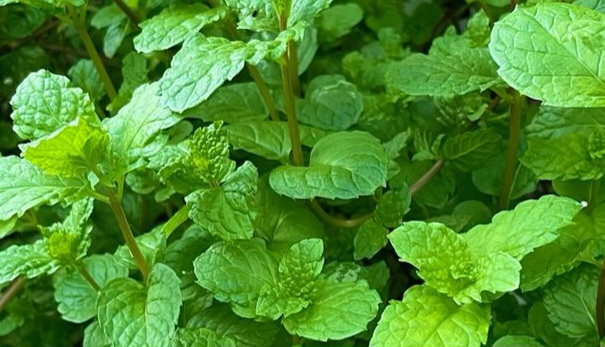 Daun Mint Punya Manfaat untuk Kesehatan, Cek di Sini! Ampuh Mengurangi Stres dan Kelelahan