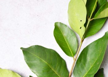 Cara Membuat Minuman Olahan Daun Salam, Cek Sekarang, Cukup Rutinkan