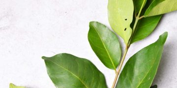 Cara Membuat Minuman Olahan Daun Salam, Cek Sekarang, Cukup Rutinkan