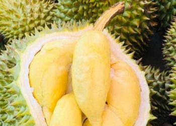 Cek di Sini! Efek Samping Makan Durian Berlebihan, Dapat Sebabkan Kadar Gula Darah Meningkat