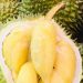 Cek di Sini! Efek Samping Makan Durian Berlebihan, Dapat Sebabkan Kadar Gula Darah Meningkat