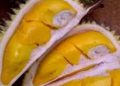 Jenis Buah Durian Ini Ada di Indonesia, Salah Satunya Durian Petruk, Cek di Sini