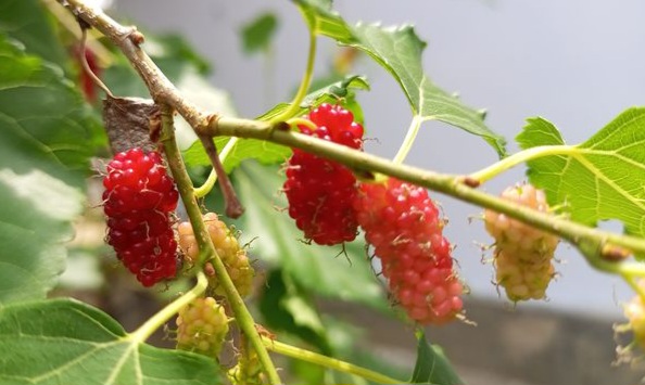 Manfaat Lain Buah Arbei untuk Perawatan Kulit, Dapat Melembapkan, Cek di Sini