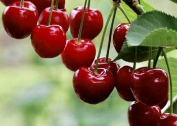 Buah Ceri Ini Ampuh Mengatasi Jerawat, Cek Manfaat di Sini! Cukup Gunakan Rutin