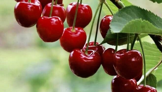 Buah Ceri Ini Ampuh Mengatasi Jerawat, Cek Manfaat di Sini! Cukup Gunakan Rutin