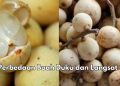 Ini Bedanya Buah Duku dan Langsat yang Jarang Diketahui! Cek Sekarang