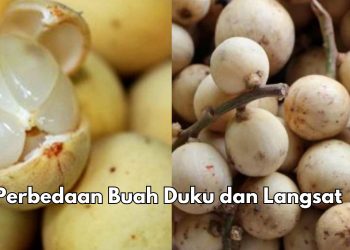 Ini Bedanya Buah Duku dan Langsat yang Jarang Diketahui! Cek Sekarang
