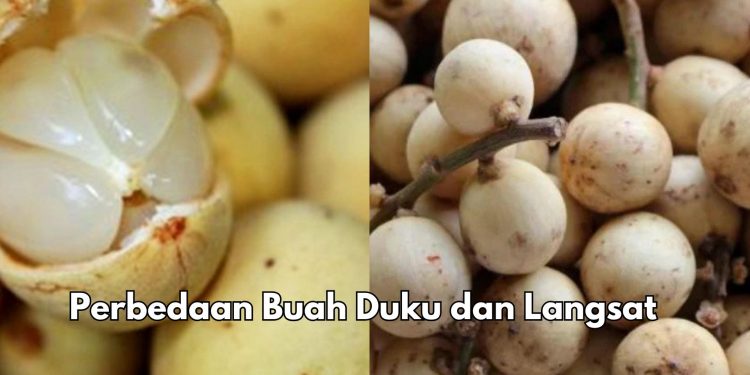 Ini Bedanya Buah Duku dan Langsat yang Jarang Diketahui! Cek Sekarang