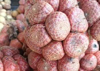 Cek di Sini! Daftar Buah Langkah di Indonesia, Unik dan Jarang Diketahui