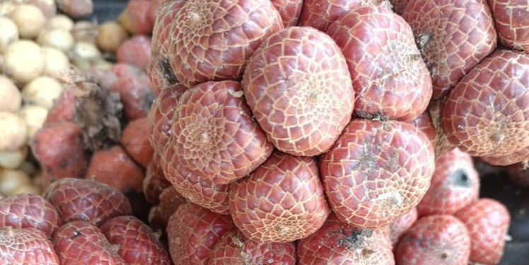 Cek di Sini! Daftar Buah Langkah di Indonesia, Unik dan Jarang Diketahui